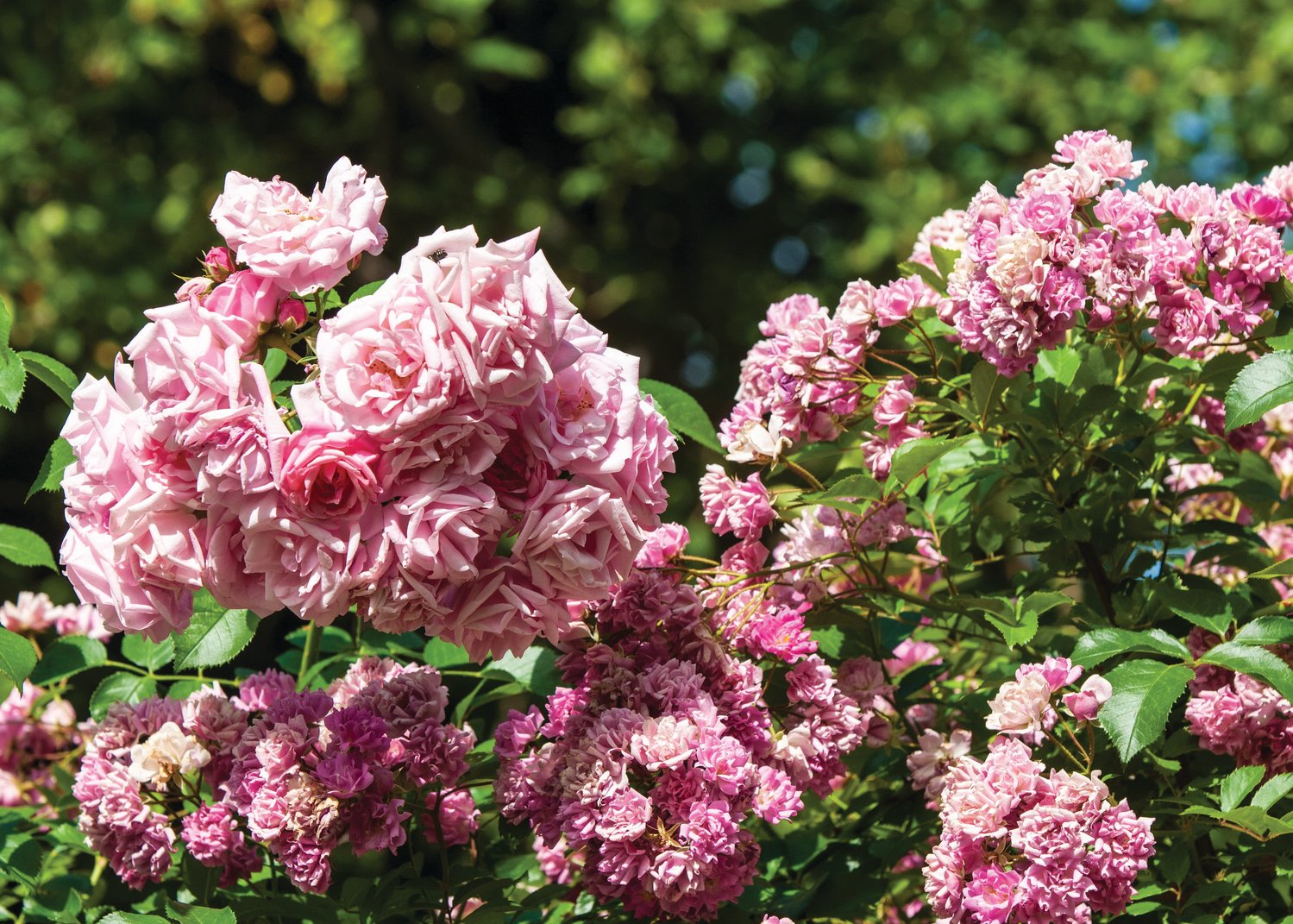 Abundant new wood and new flowers can result from moderate winter rose pruning, removing 1/3 to 2/3 of the plant. Late February to early March is a good time to prune modern roses.